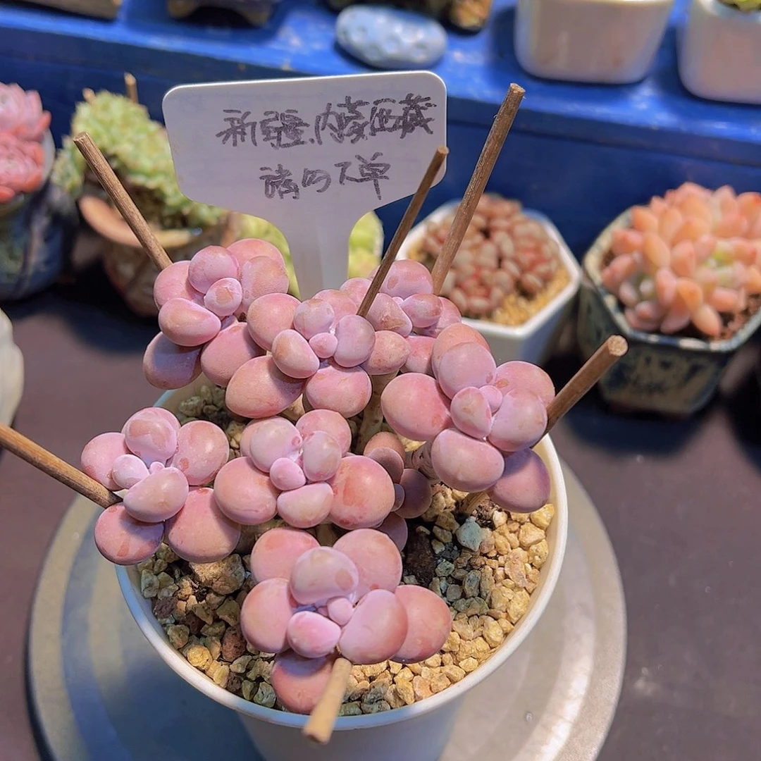 腰子蛋，裸根发货，