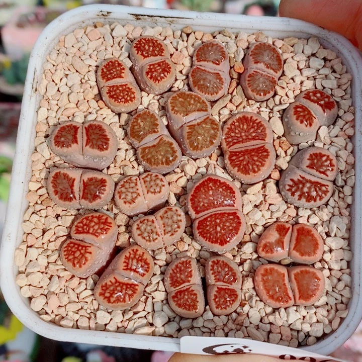 生石花花花花花花996