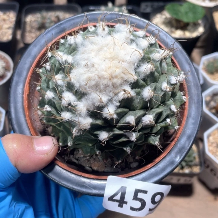 459大蒂冠仙人球