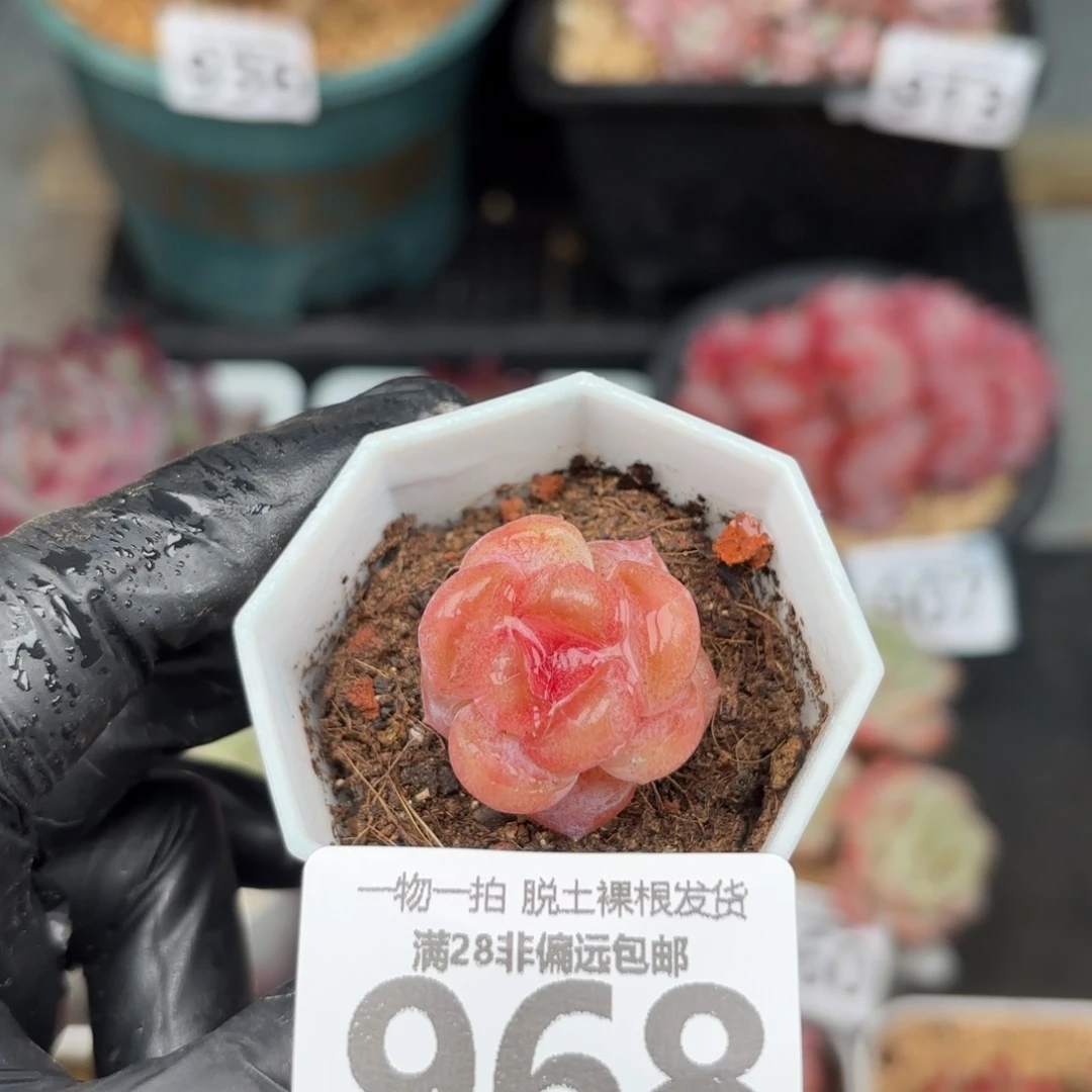 玉兔单头无盆土发货