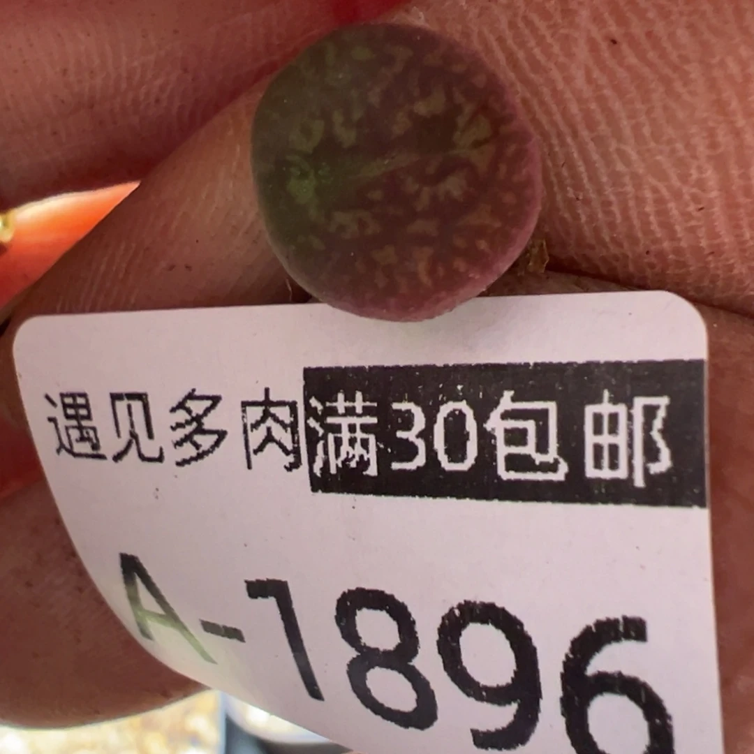 多肉植物1111111111111111