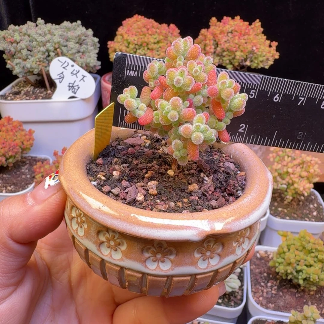 芋****a26号蜜橘杂金桔带盆发