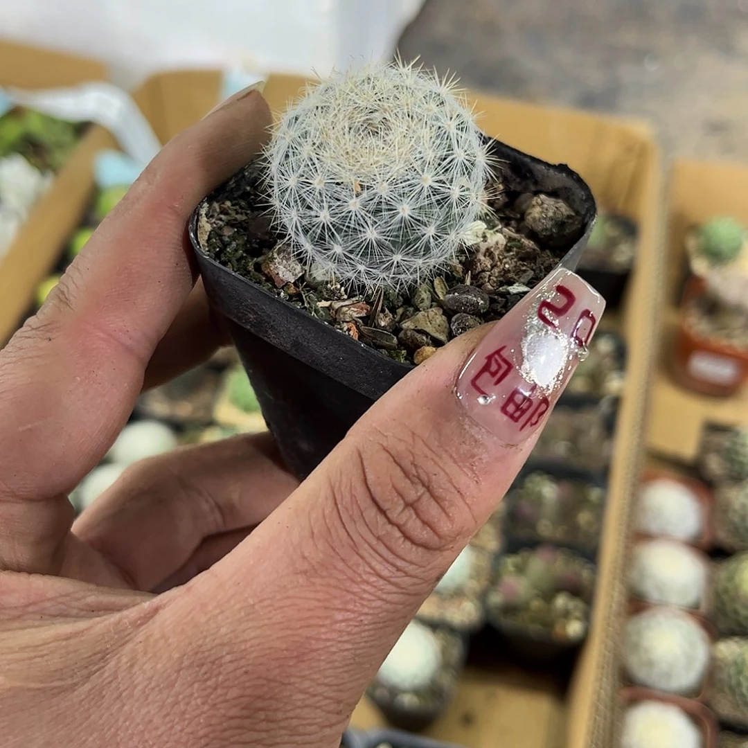 满月单头发货有根发货