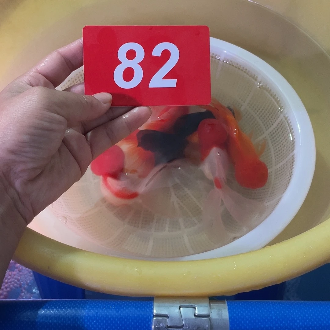 红虎头鱼冷水活体鱼