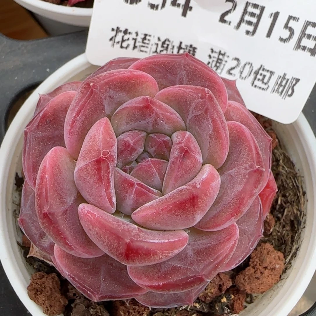 花语逸镜0215-334