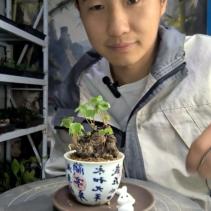 心*吖中青园艺一物一拍89