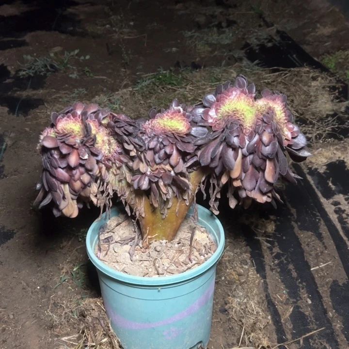 12红铜壶缀多肉多肉多肉