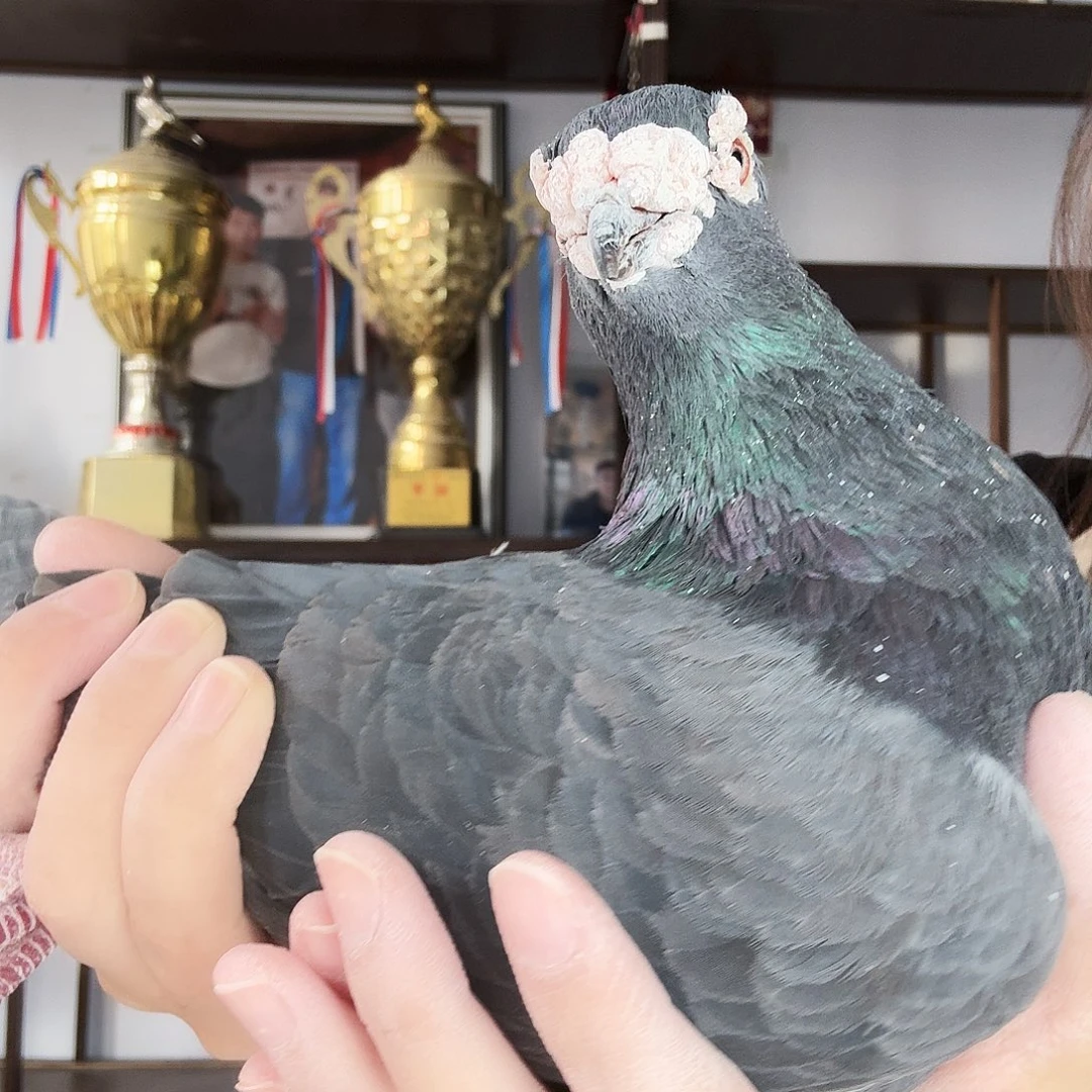 快***乐8中国大陆肉类包邮到家