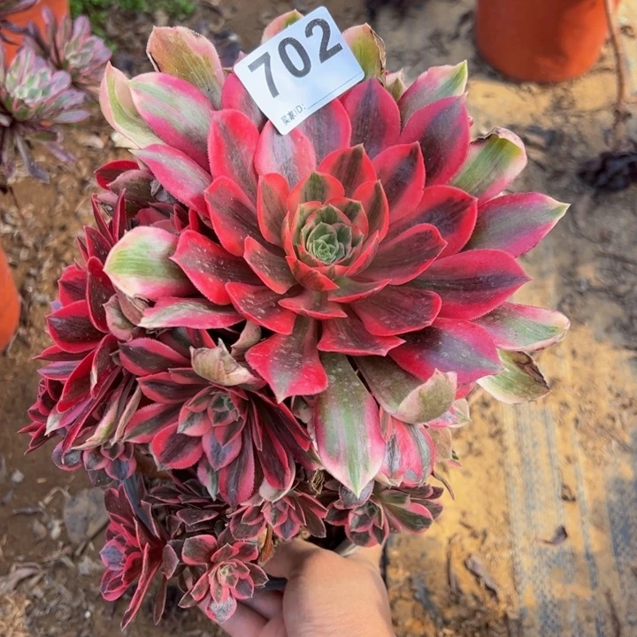 女妖多肉植物砍头702