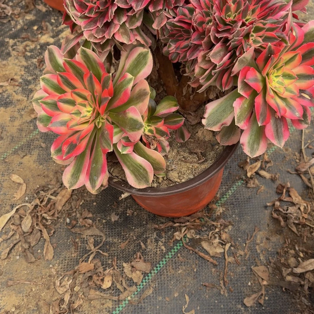 798多肉植物捧花的