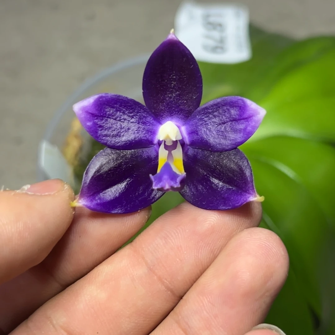 完全开放l879三寸ys1180