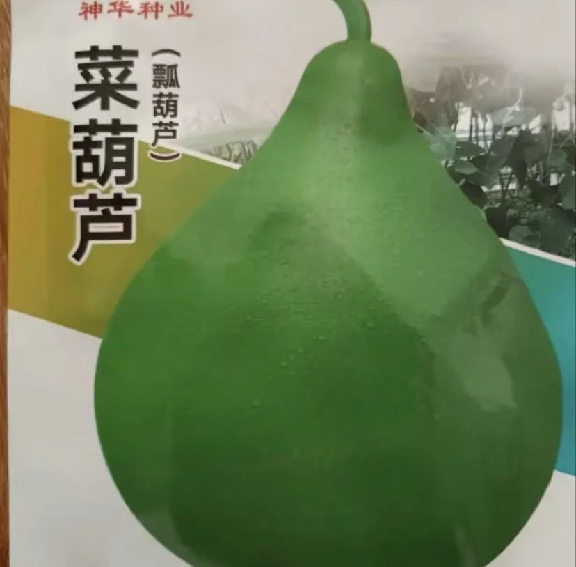 【大菜葫芦种子】四季种植盆栽地栽阳台小院种植