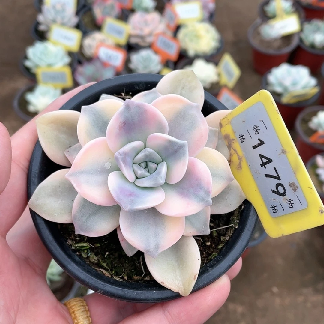 【闪购商品】1479号