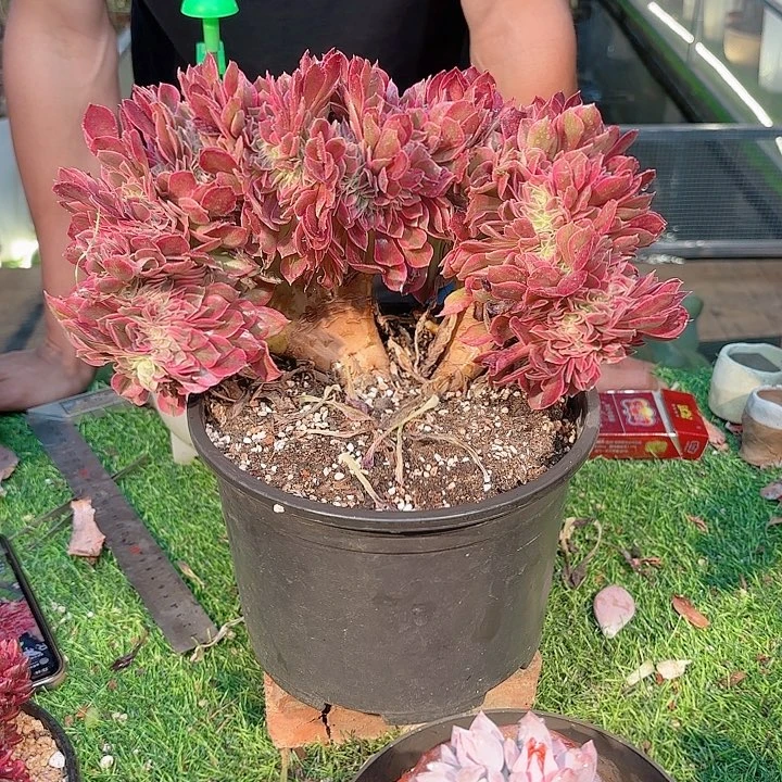 粉女郎法师老桩盆栽