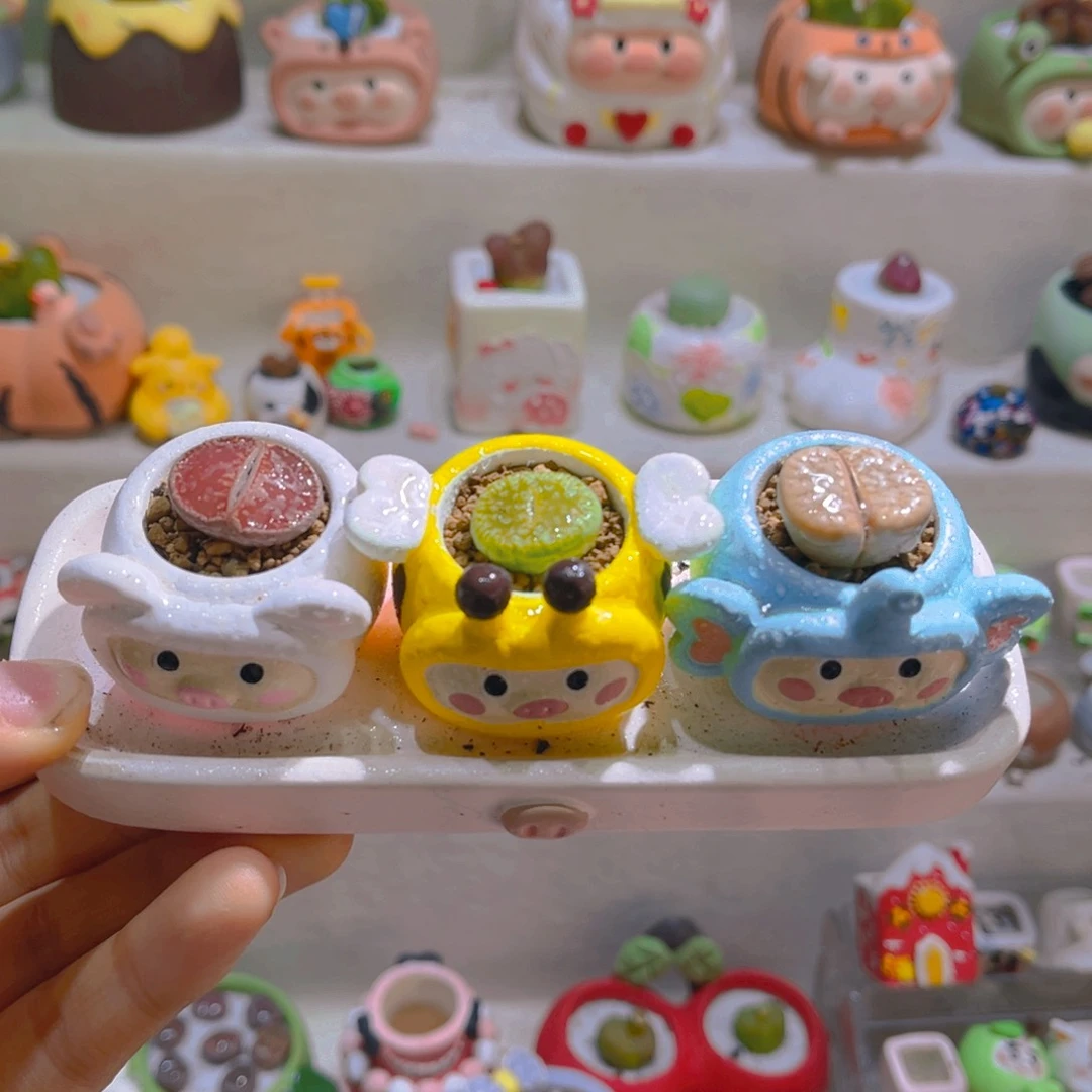 006高端多肉带盆土一套48