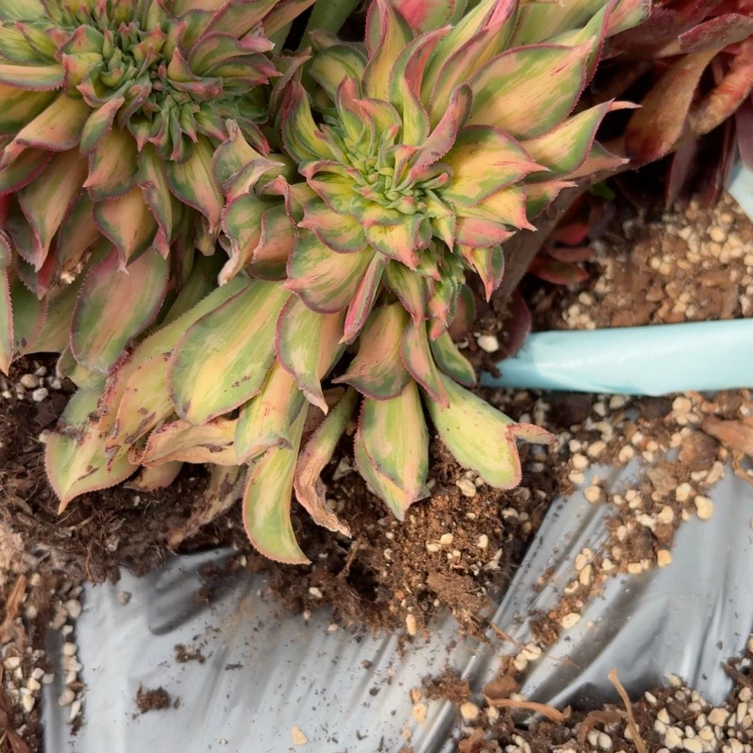 嗯8802 号多肉法师特价