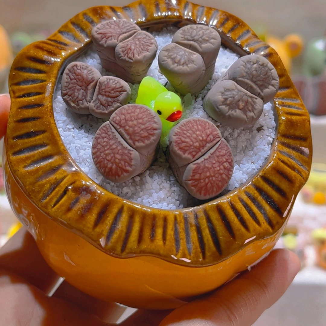 166高端多肉带盆带土