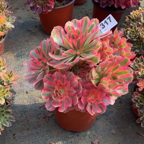 317粉女巫福利多肉，