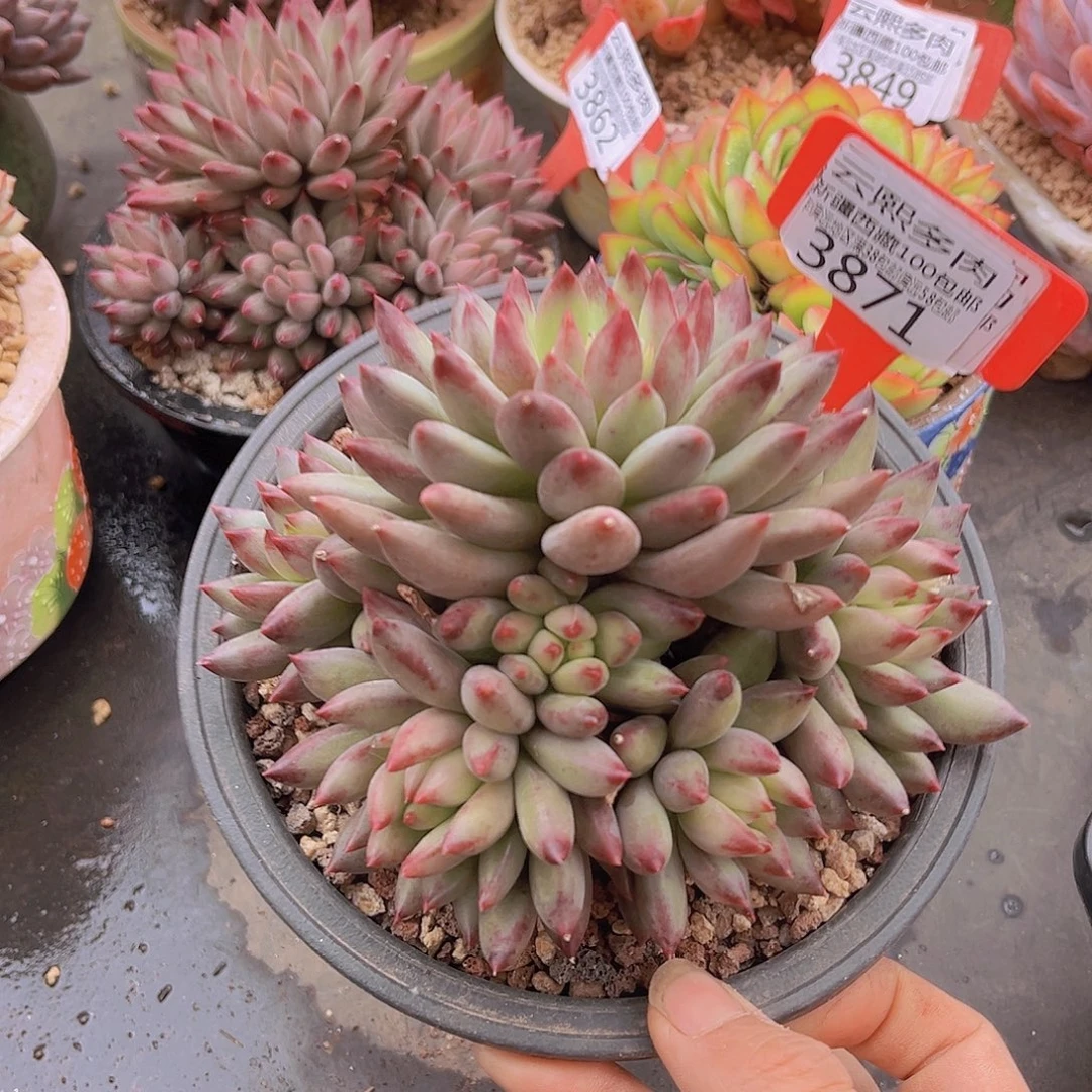 3871二代虞美人多肉植物