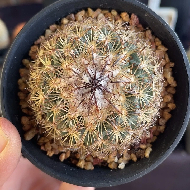 娇丽实生裸根发货