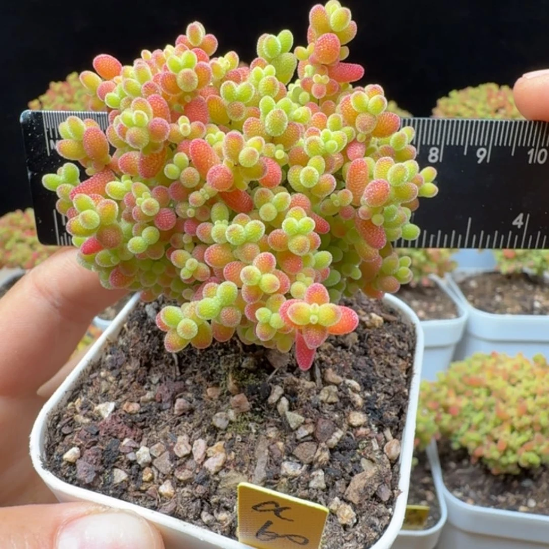 a60号蜜橘冠服6厘米