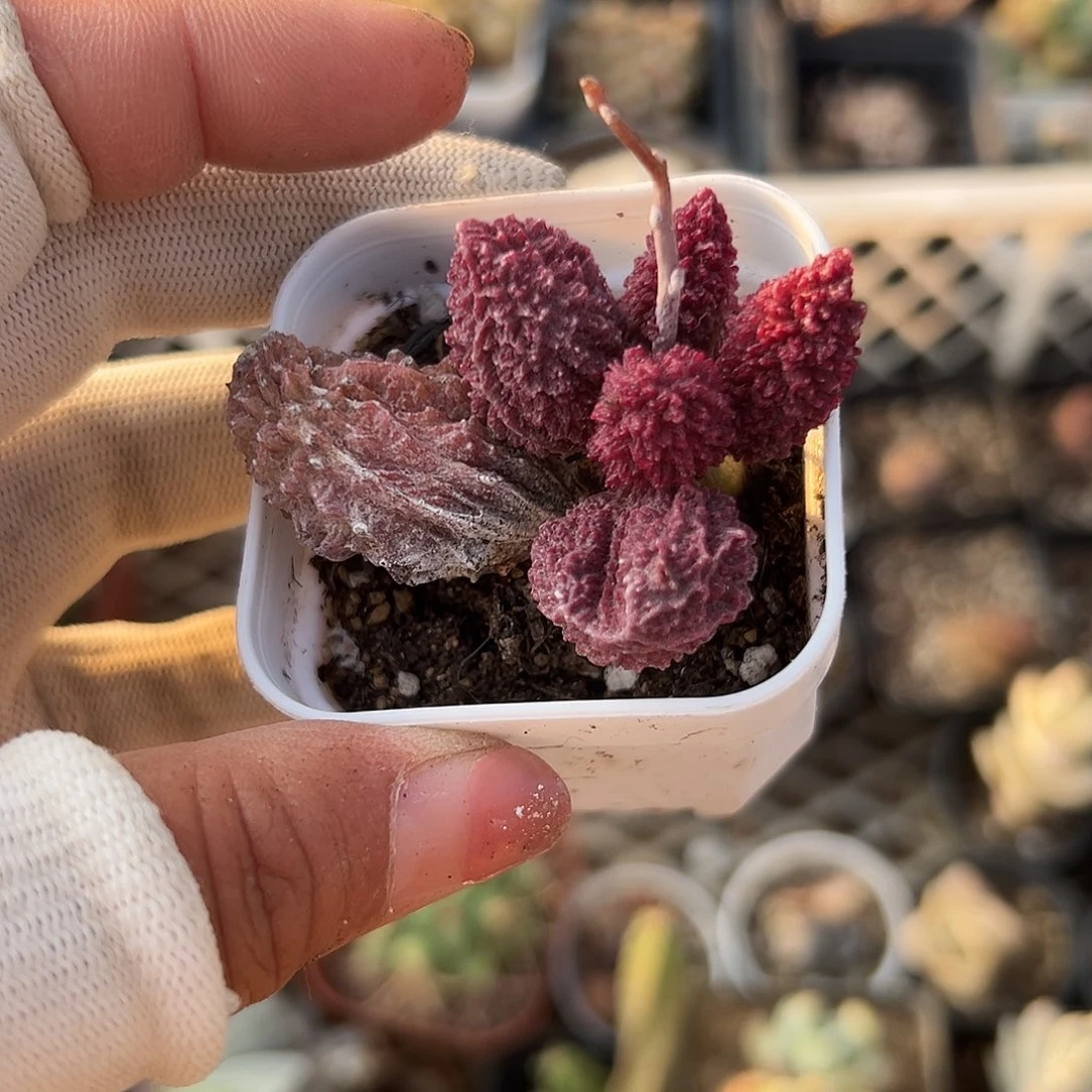 多肉植物朱子玉多肉