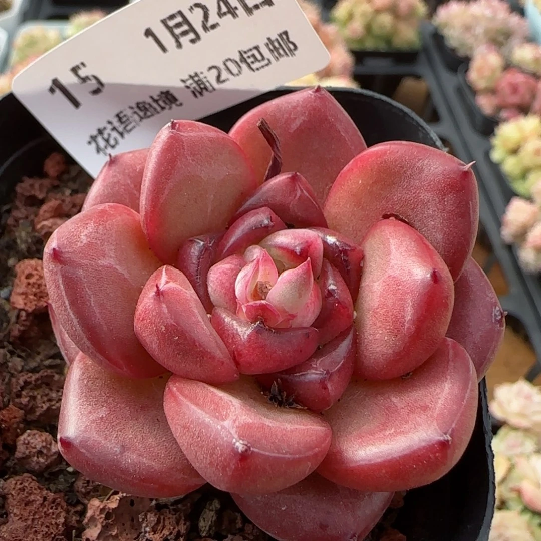 花语逸境0124-15夜魔侠