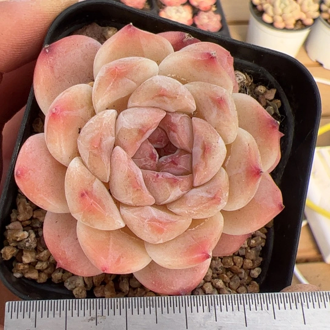 574 多肉植物组合盆栽