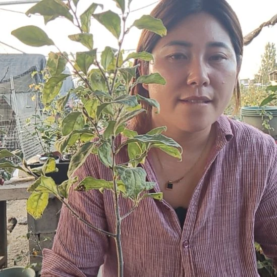 酉***缘完全开放老鸦柿东风31