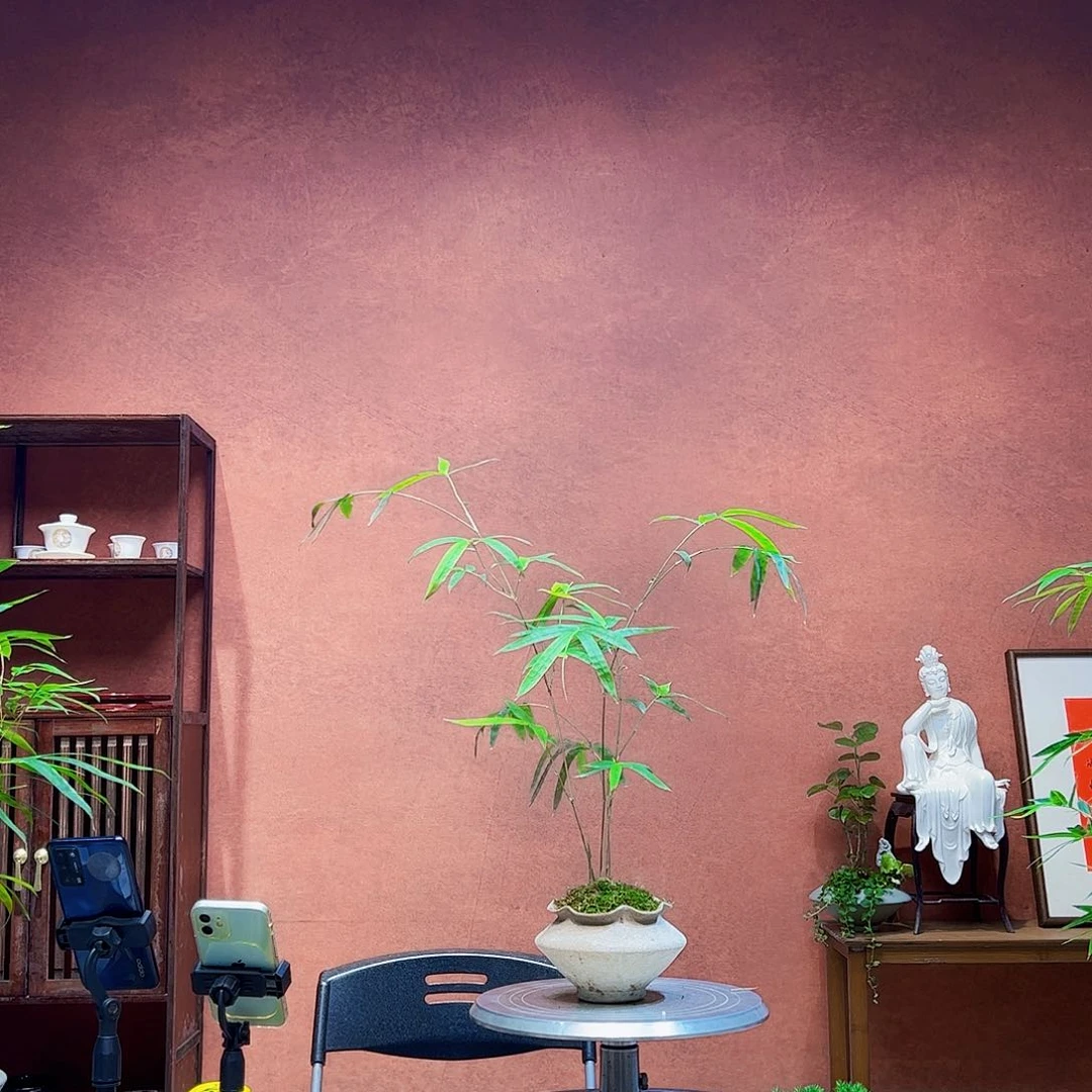 无花朵爱***锤老桩精品竹盆景