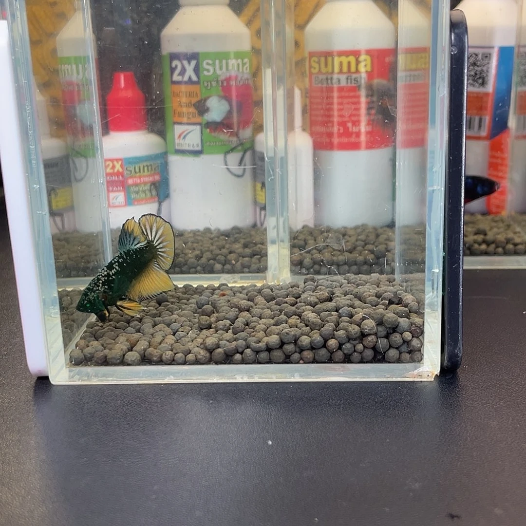 斗鱼40号1021早绿武士