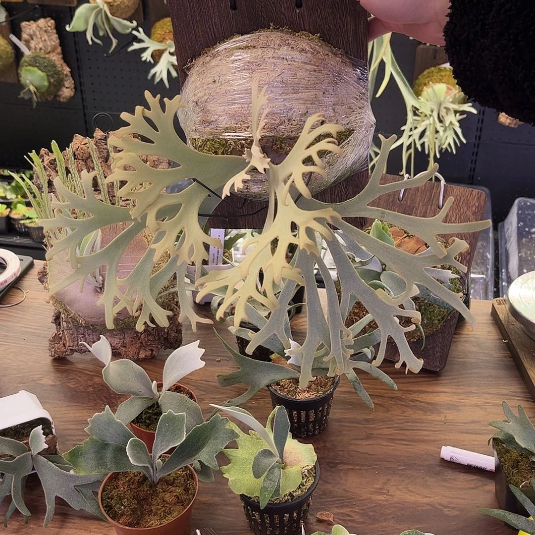 不开花植物侏儒珍妮鹿角蕨组培苗