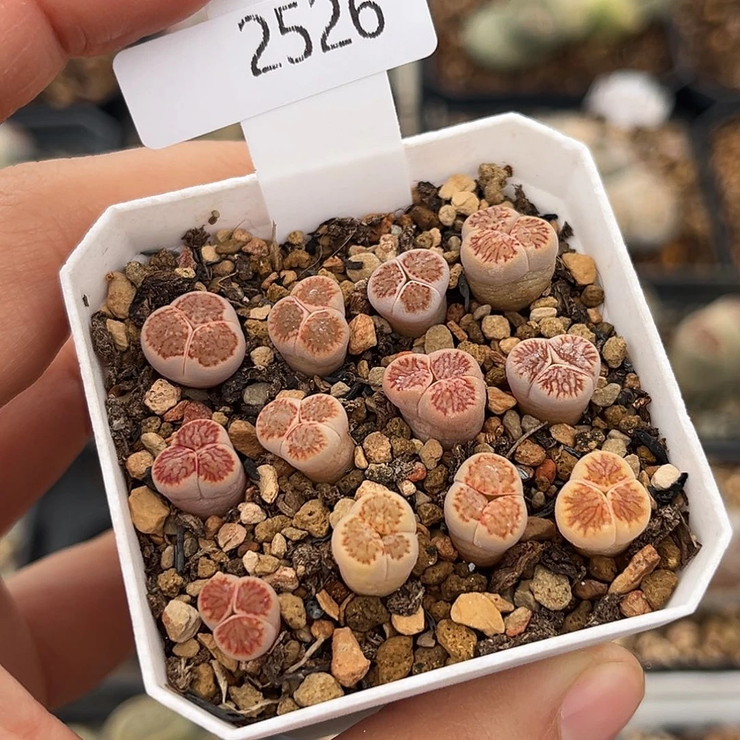 一物一拍红窗菊奔2526