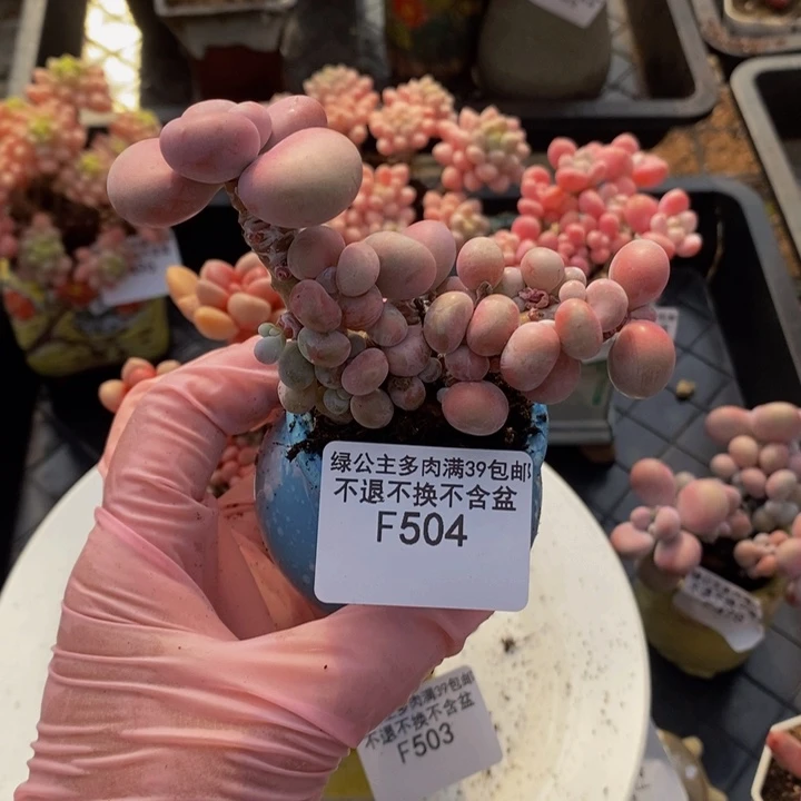 大*啊腰子桃蛋7cm504多肉植物