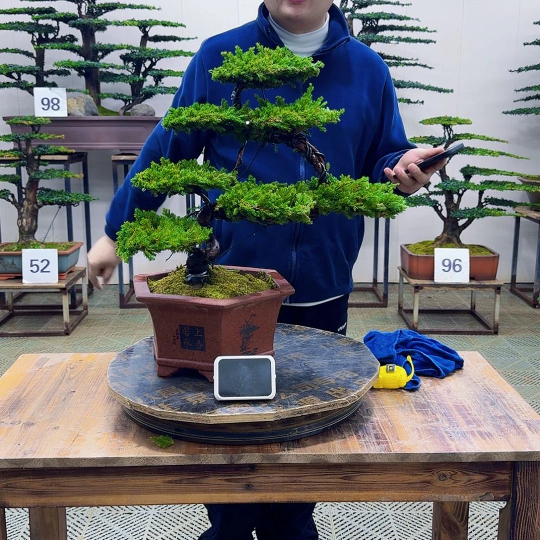 无花朵柏树造型盆景