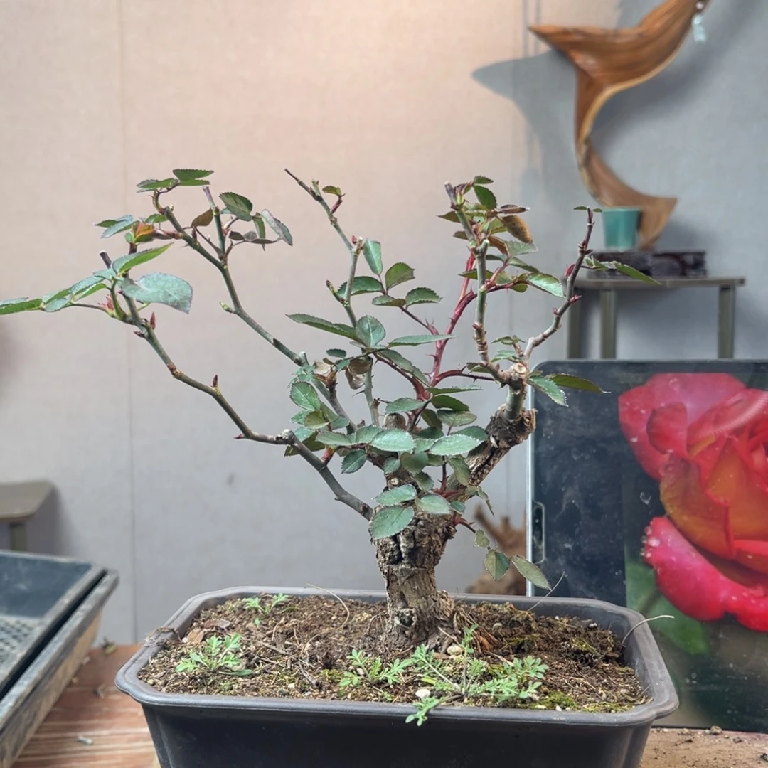 ！***少量花朵（建议范围：2朵-5朵 或40%以下）