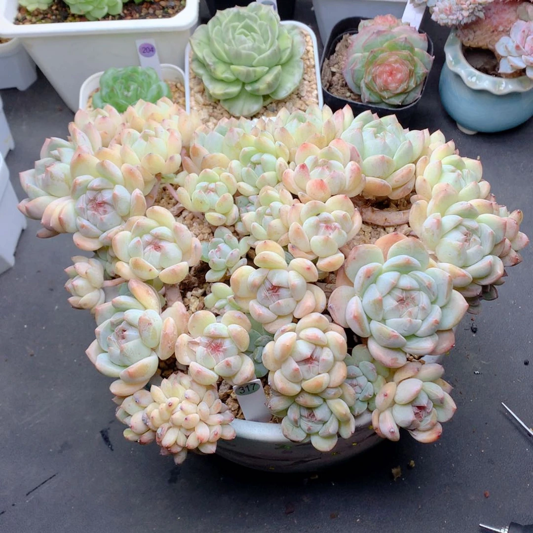 58包邮  群生不包整317