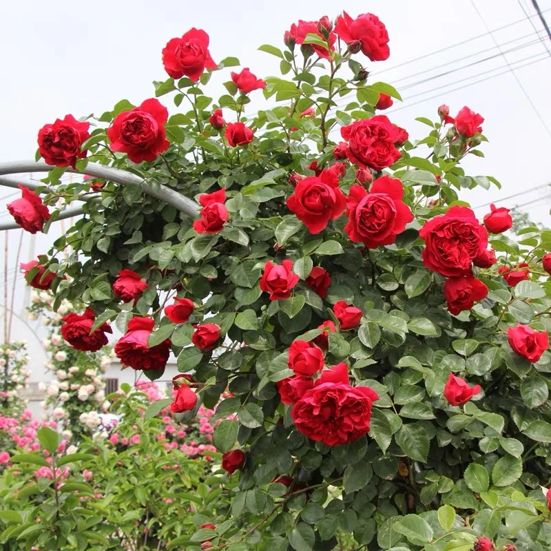1.5米大苗【蒂娜】正红色大花朵浓香型爬藤月季多季节重复开花好养
