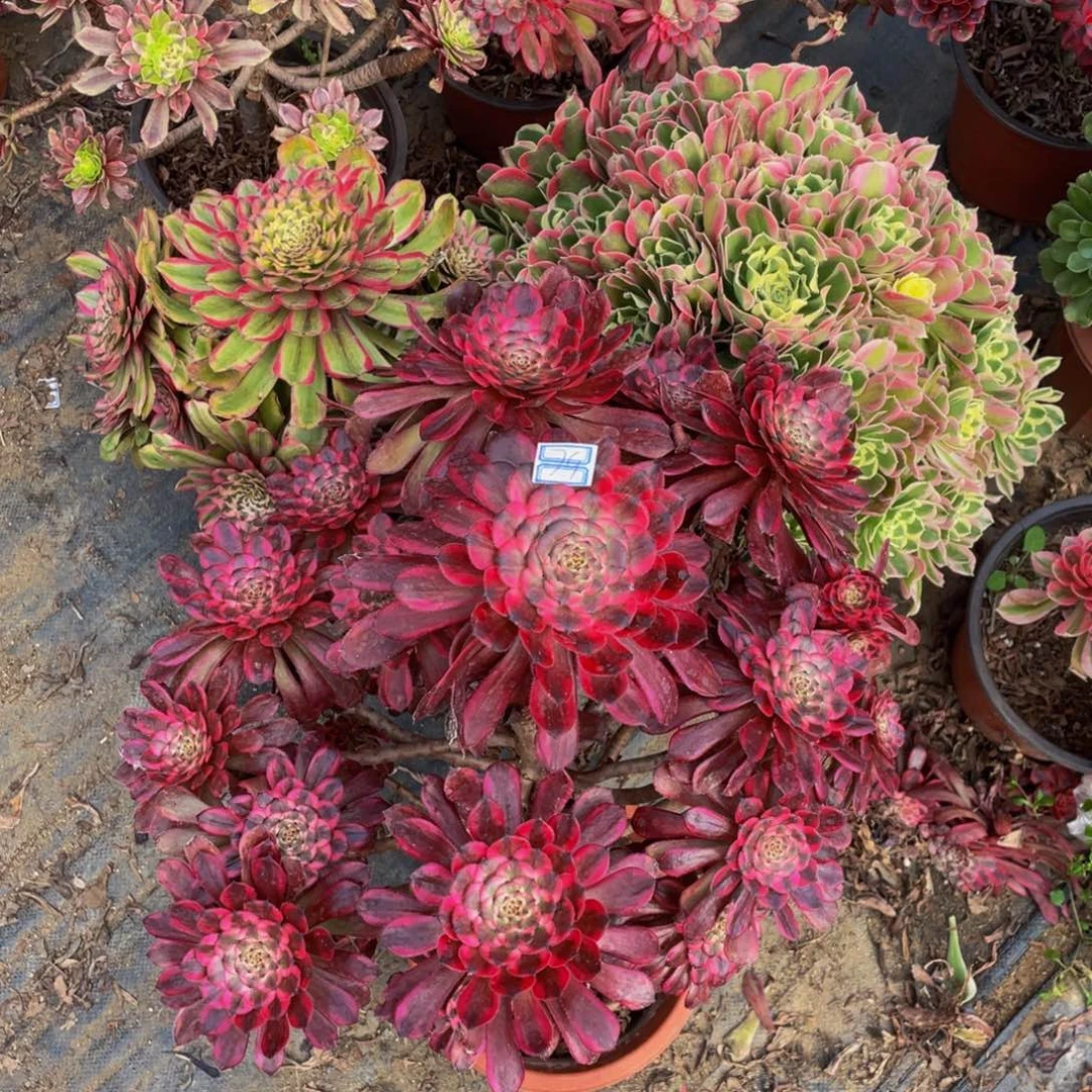 !**跳79鲜花老桩红金刚飘枝有疤