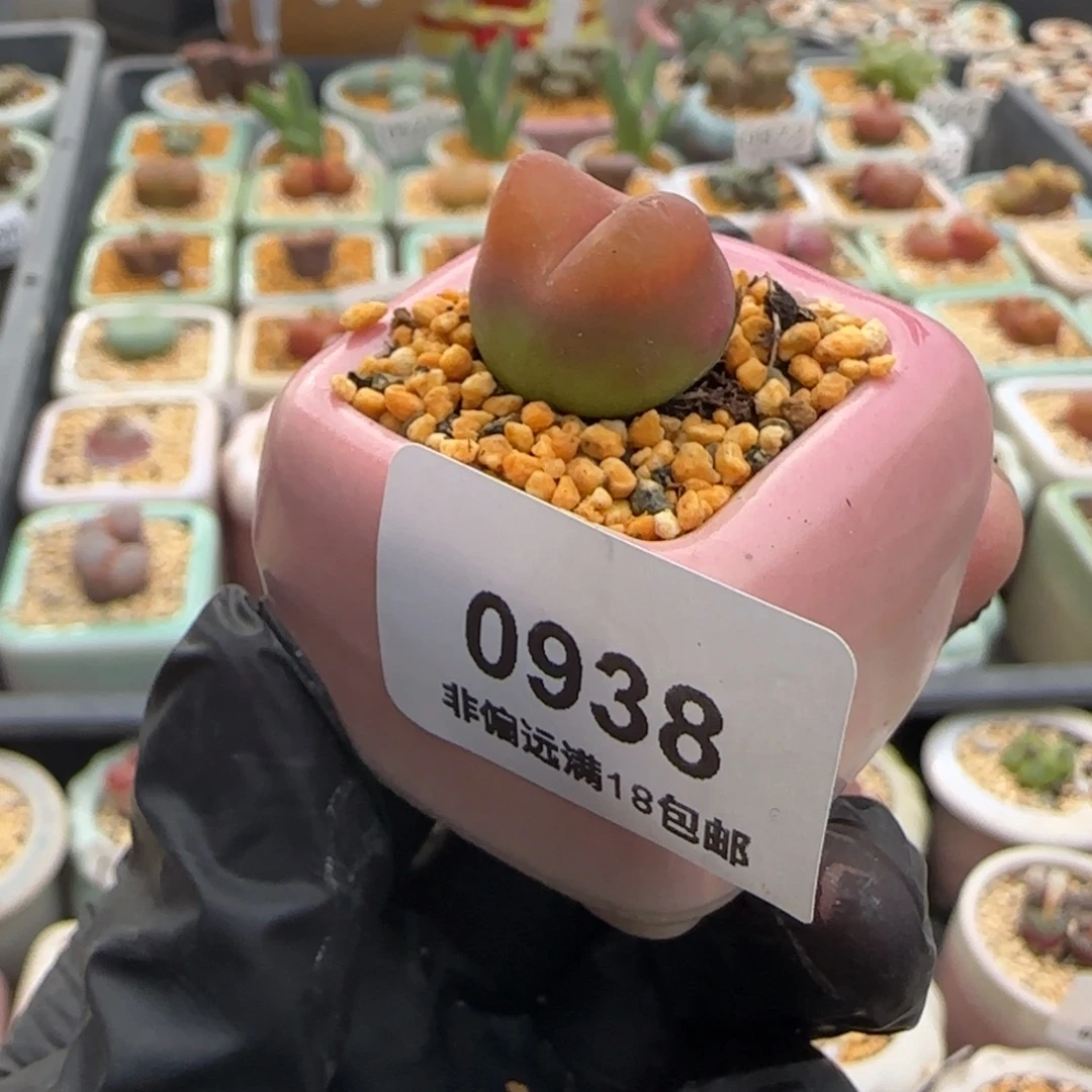 0938--一物一拍 带盆