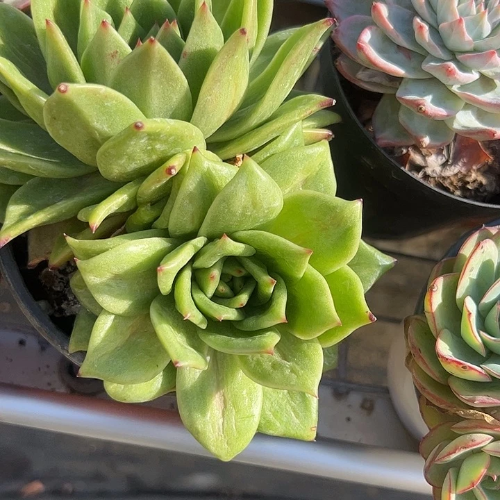 绿蔷薇玫瑰多肉植物