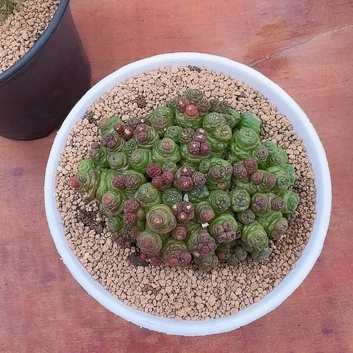 石***2高莎一点红仙人球224