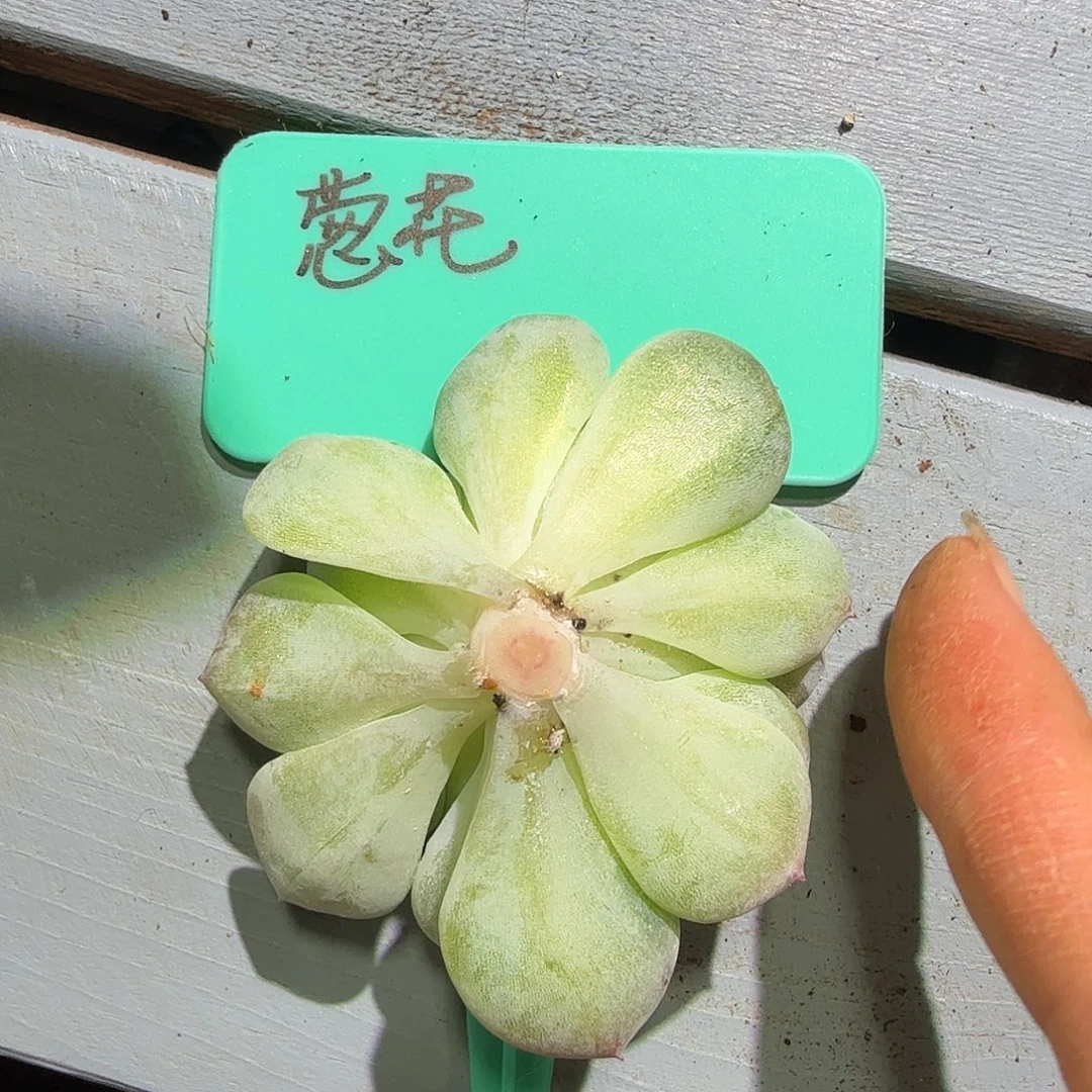 ༒***༃粉钻绿头，多肉植物