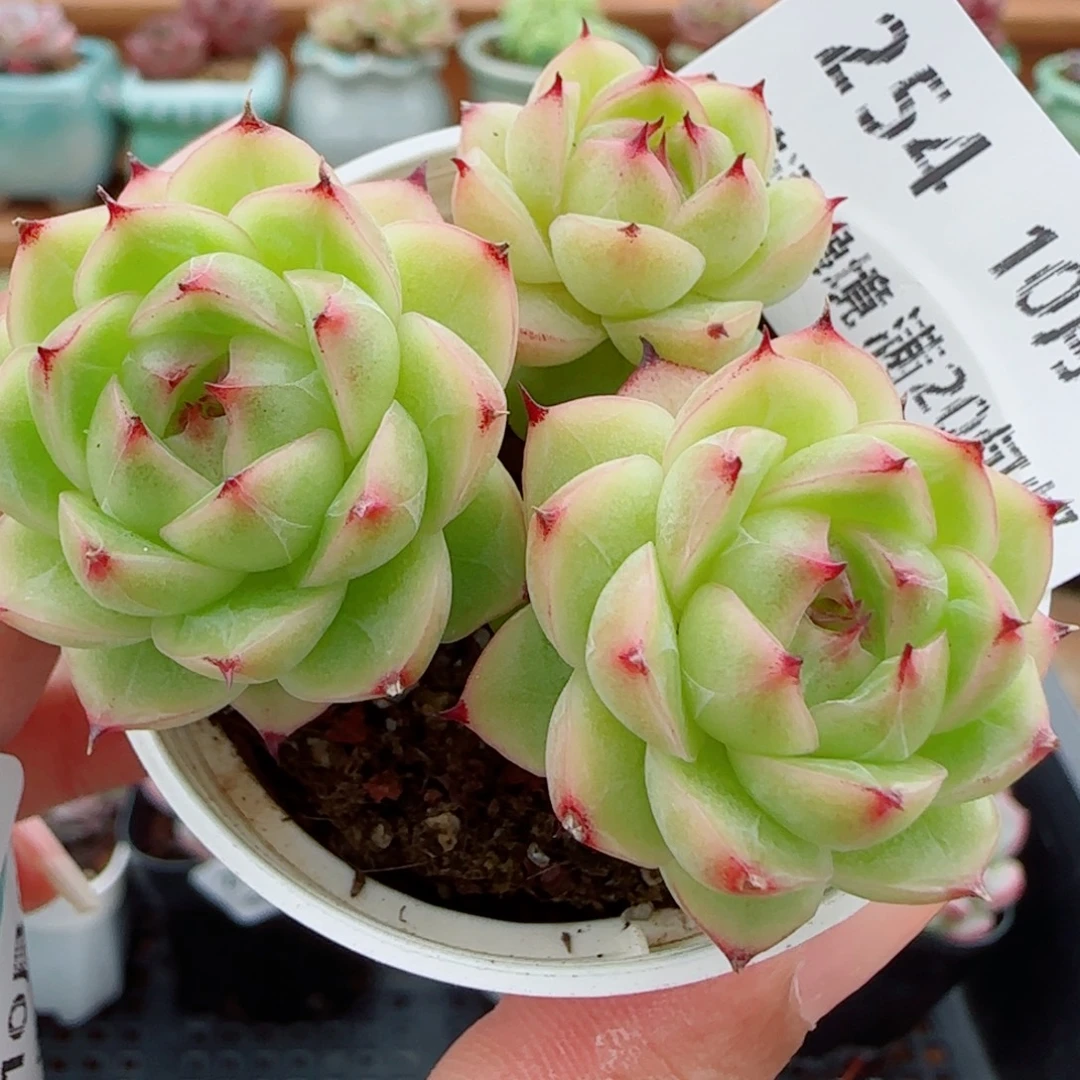 花语逸镜1006-254散麦秆