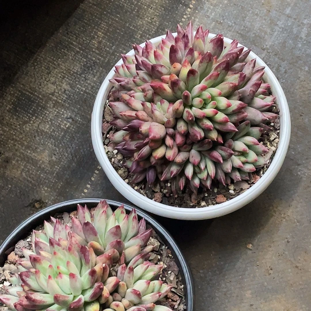 哥哥多肉链接的时候