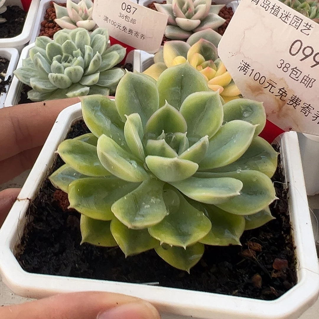 99号抹茶菩提锦多肉植物