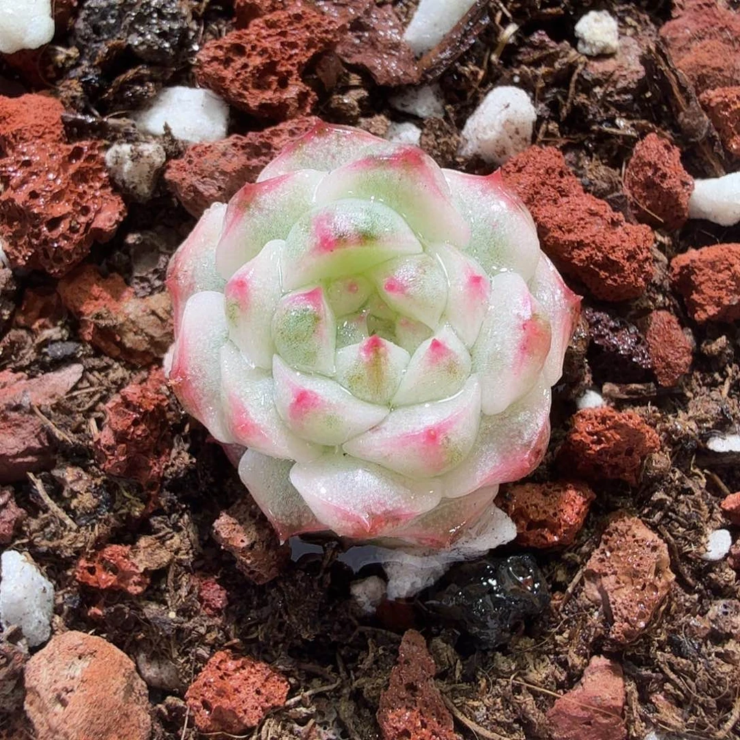 糯米团子锦，多肉植物