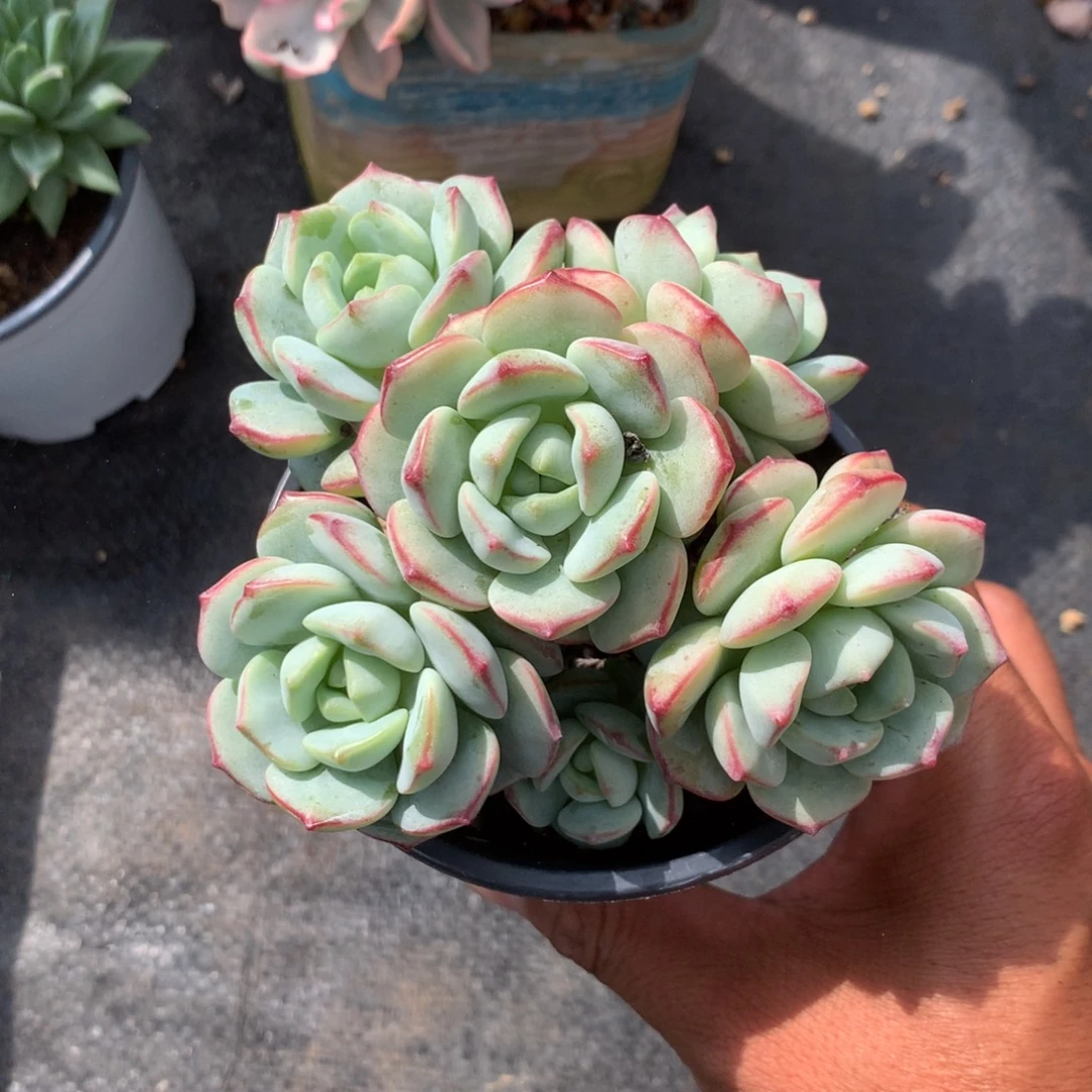 那时候是个啥日子都是个