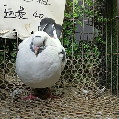 母鸽子一只鸽子母鸽子