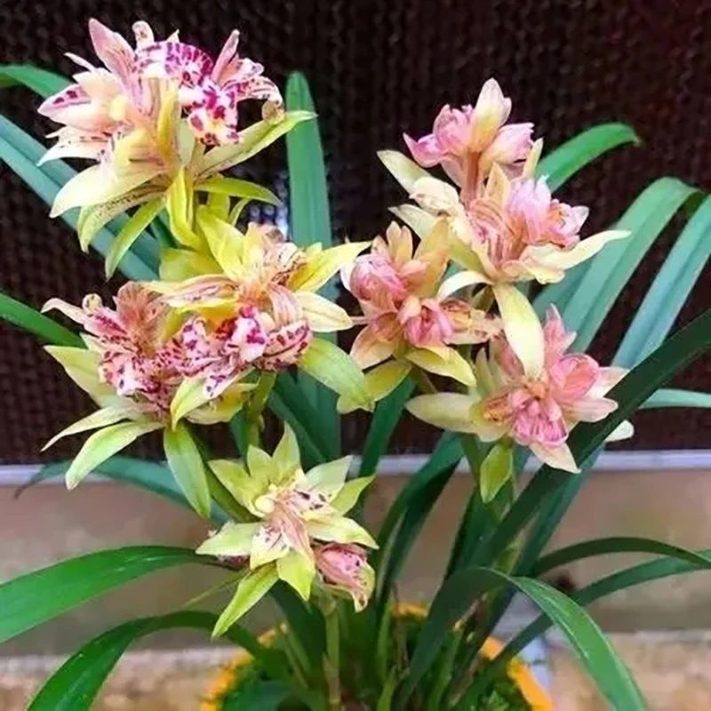 富山奇蝶 建兰三大奇花之首 浓香型 室内好养绿植兰花草花卉